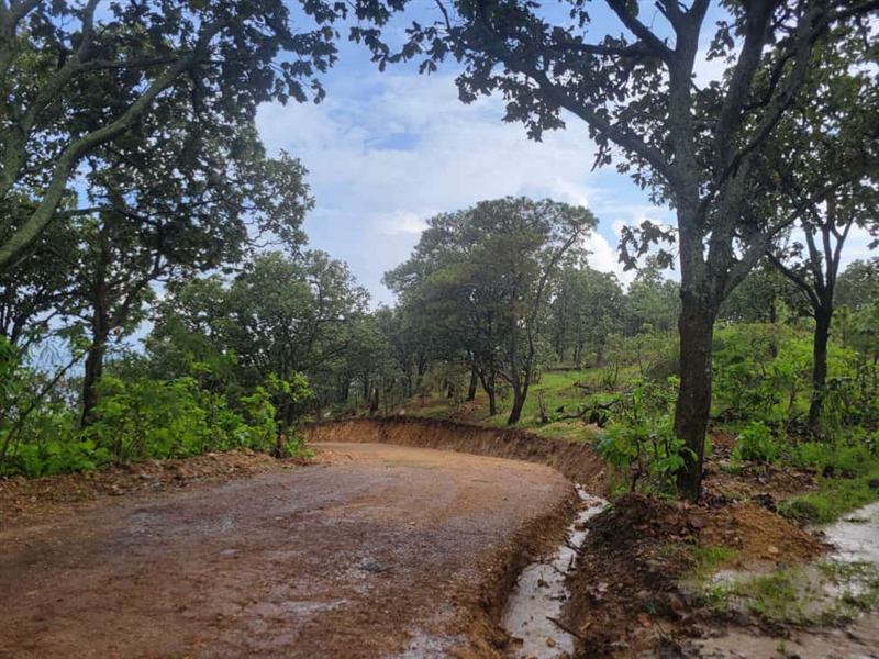 Camino interior de terracería recién trazado entre encinos maduros, después de la lluvia.
