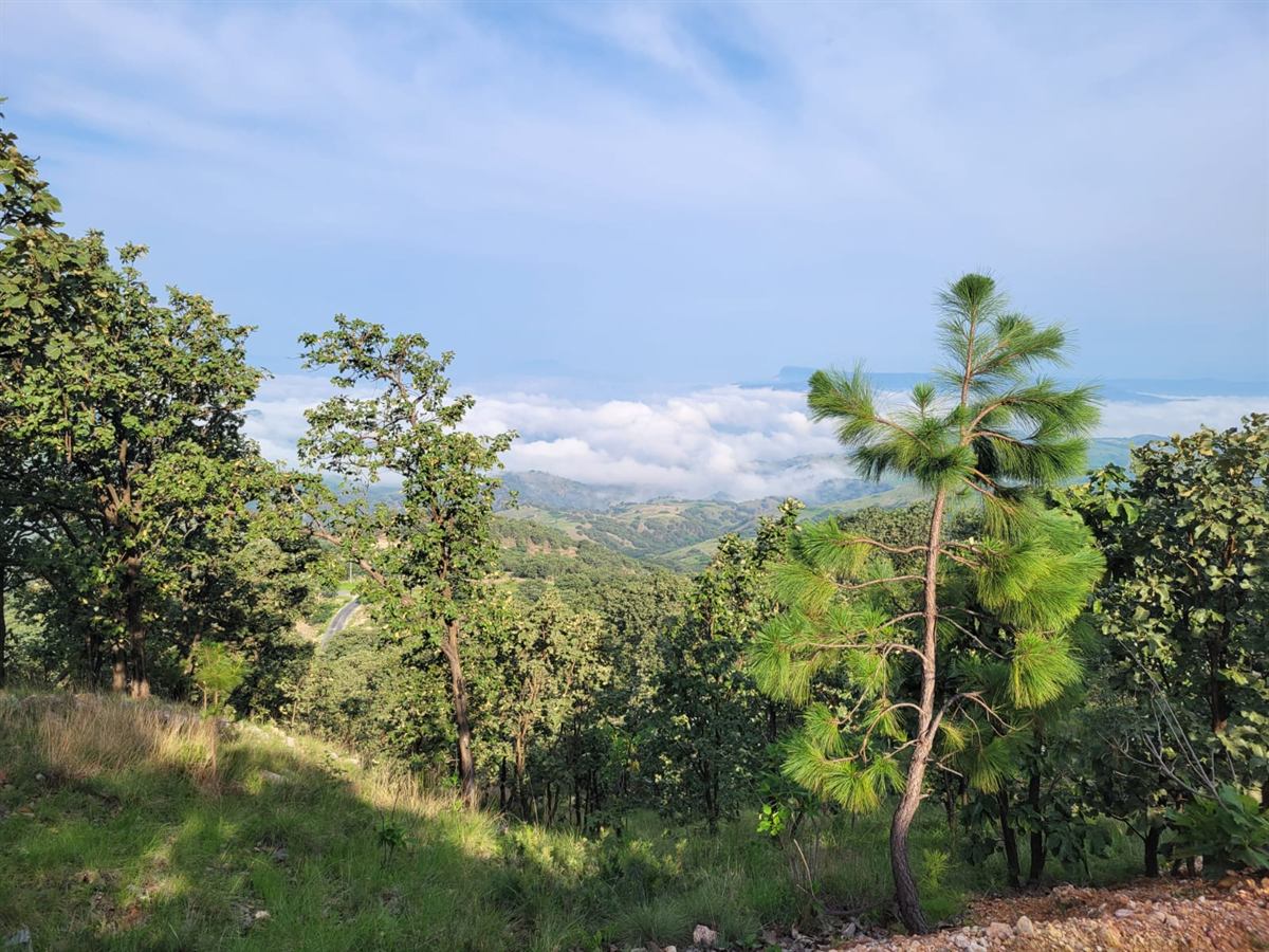 Ladera boscosa de La Cumbre con pinos en primer plano y un mar de nubes cubriendo el valle al amanecer.