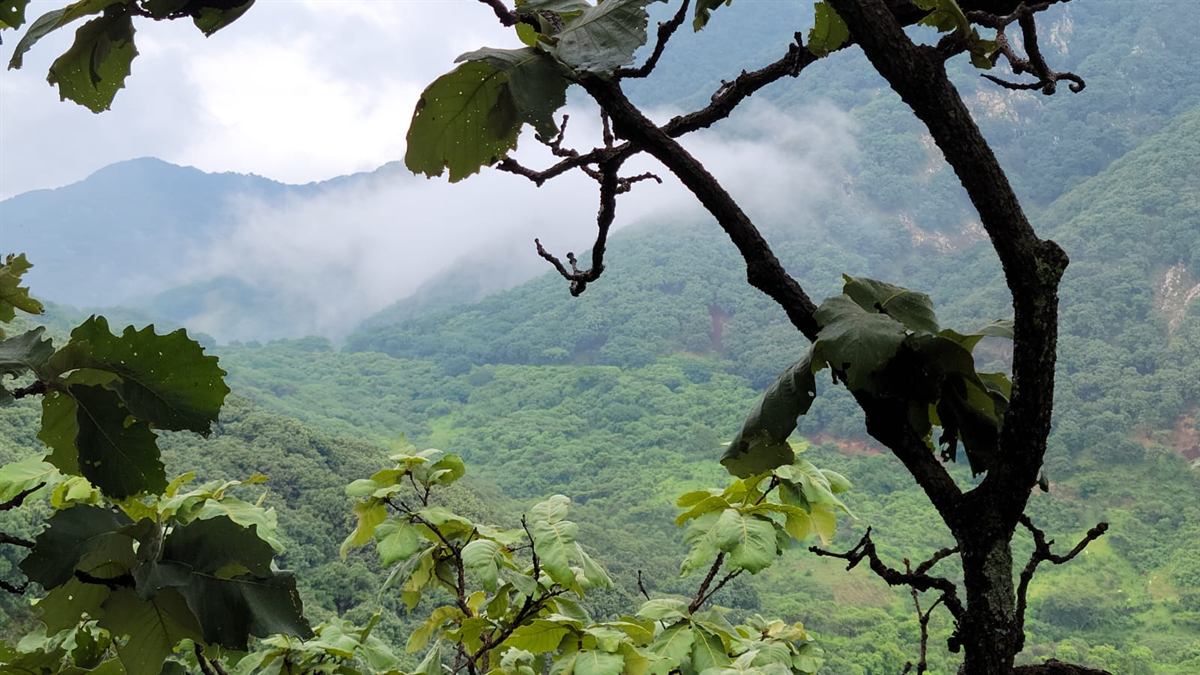 Niebla entrando por la cañada boscosa, vista entre las hojas de un encino en primer plano.