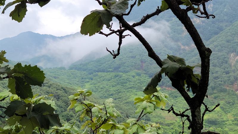 Cañada boscosa cubriéndose de niebla, enmarcada por las hojas de un encino.