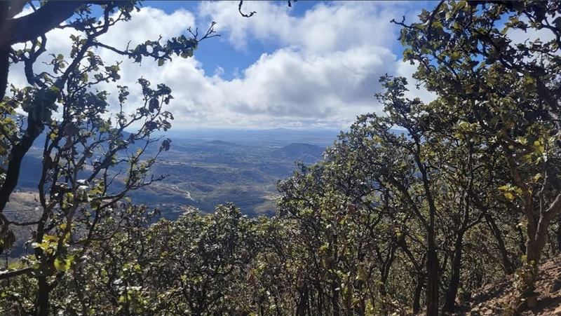 Valle y colinas distantes enmarcados por ramas de encino en primer plano, bajo un cielo con nubes.