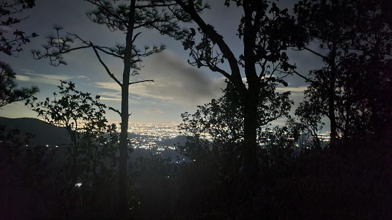 Siluetas de pinos y encinos contra las luces encendidas de la ciudad al anochecer.